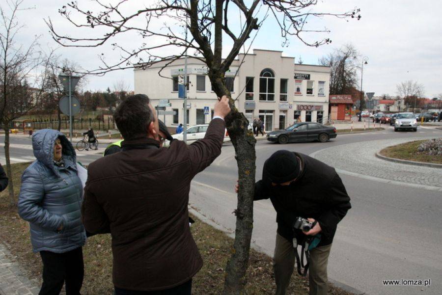 Przy Polowej pozostanie ponad połowa drzew [FOTO]