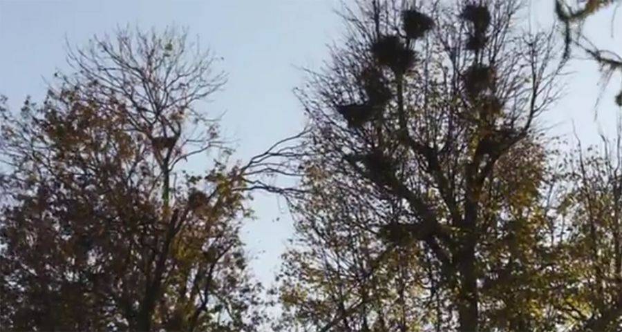 Na ptaki sposobu nie ma- VIDEO