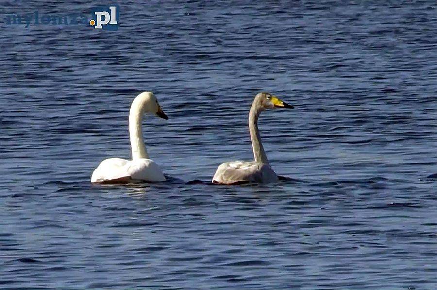 Chcesz obserwować wiosenną migrację ptaków nad Narwią? Teraz jest najlepszy moment! [VIDEO]