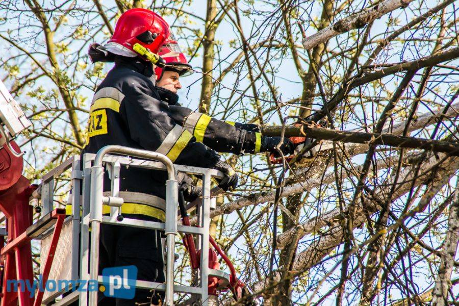 Gradobicie i złamane drzewo [FOTO]