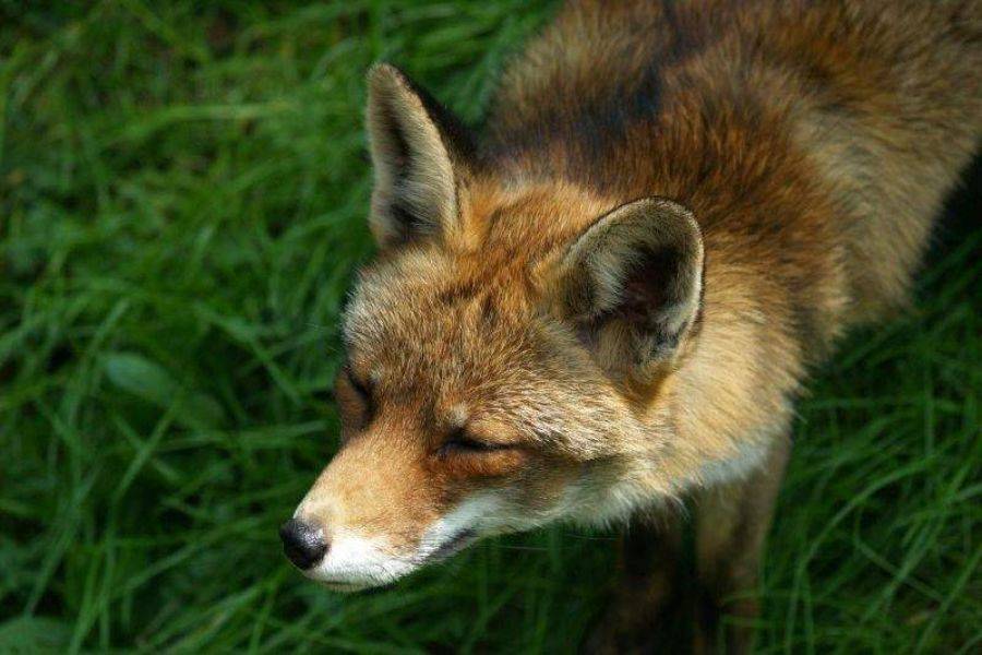 Wiosenna akcja szczepienia lisów
