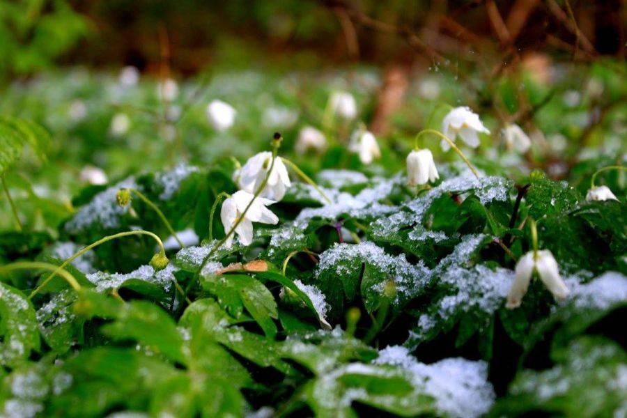 W nocy temperatura może spaść do -7 stopni Celsjusza!