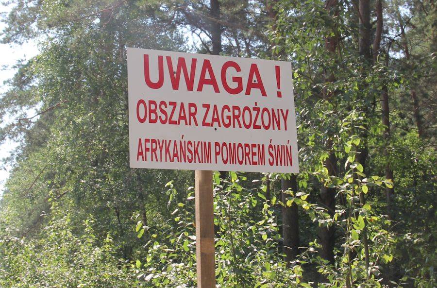 Najnowsze ognisko ASF blisko powiatu łomżyńskiego