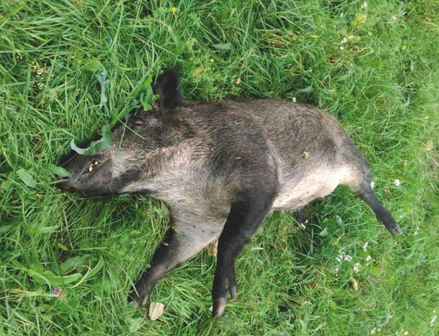 Pierwszy dzik z ASF na terenie powiatu łomżyńskiego
