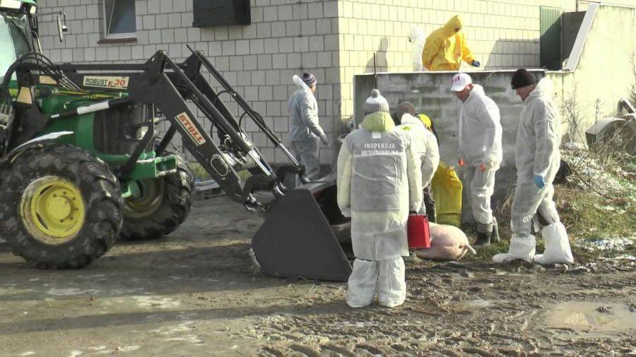 Ponad tysiąc świń do utylizacji! Kolejne ognisko ASF na Podlasiu