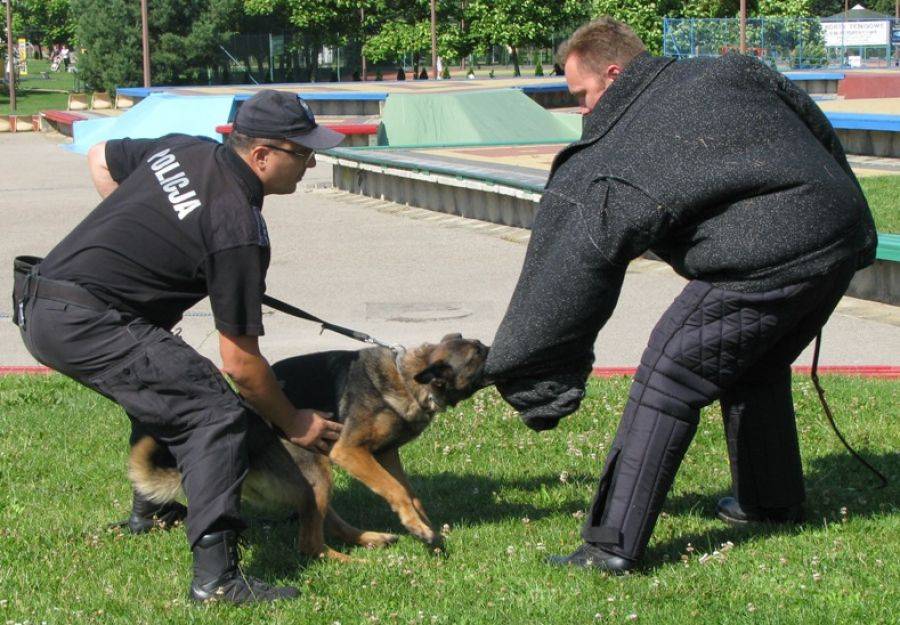 Policja: Szkolenie przewodników i psów służbowych [FOTO]