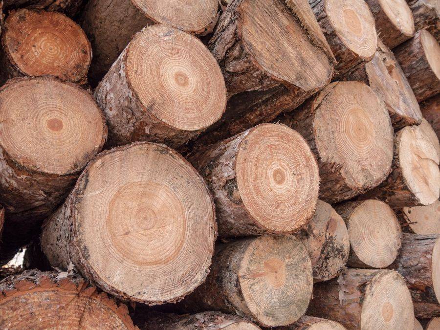 Firmy z powiatu łomżyńskiego kupują drewno z Puszczy Białowieskiej