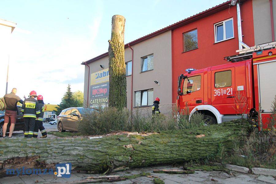 Usunęli zagrażające bezpieczeństwu pnie [VIDEO i FOTO]