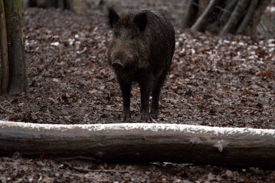 Nowe przepisy pomogą w walce z ASF?