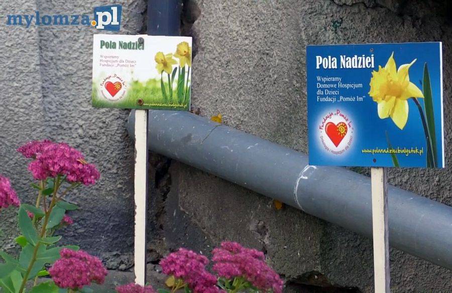 Pola Nadziei pełne żonkili po raz piąty zainaugurowane w Łomży [VIDEO]