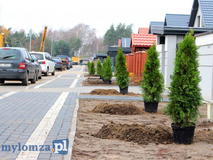 Nasadzenia drzew przed otwarciem Modrzewiowej [FOTO]