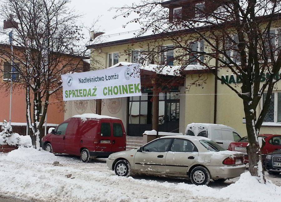 Po choinkę do Nadleśnictwa