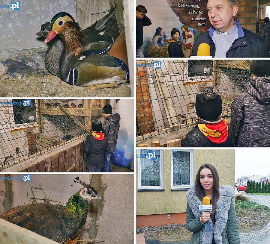 Żywa szopka w Łomży po raz 16 [VIDEO]