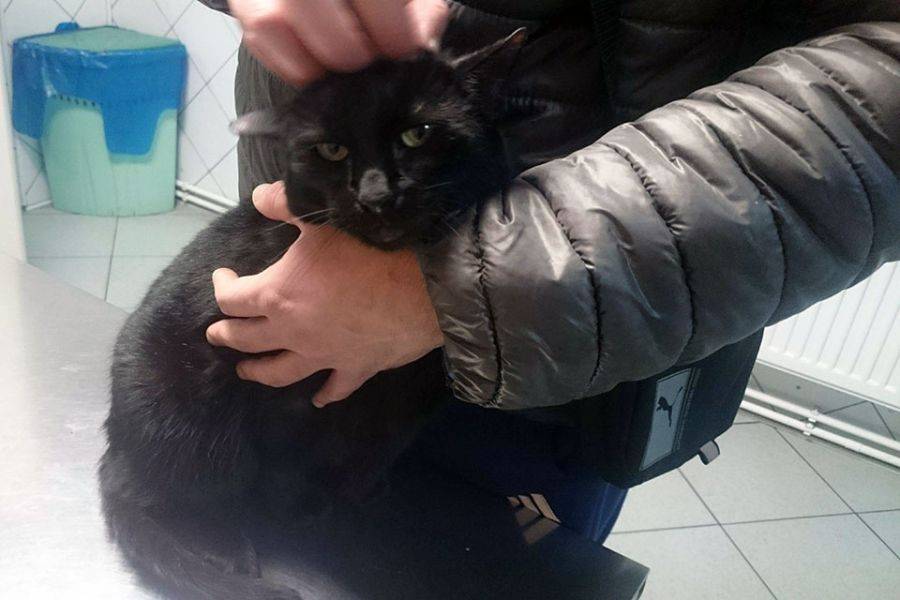 Szukamy domu dla czarnej kotki [FOTO]