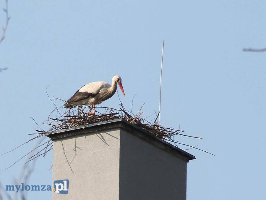 Nieudana eksmisja bocianów na Nowogrodzkiej [FOTO]