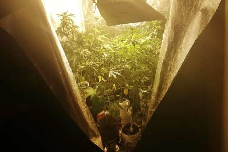 Hodowla konopi przypadkiem odkryta