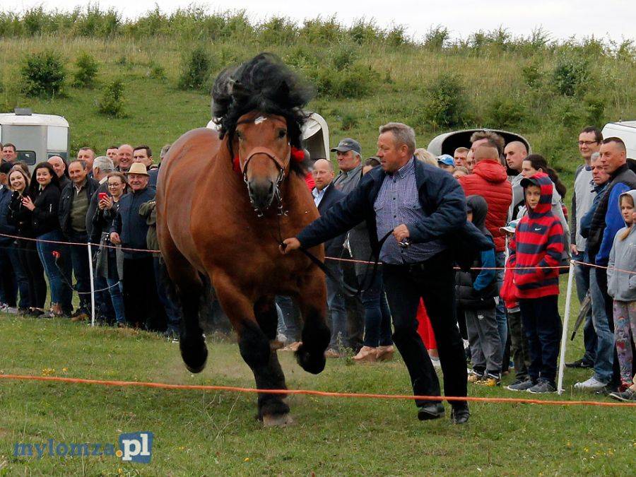 Mimo nie najlepszej pogody konie przyciągnęły tłumy do Piątnicy [VIDEO i FOTO]
