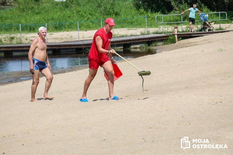 Z Narwi wyciągnięto węża