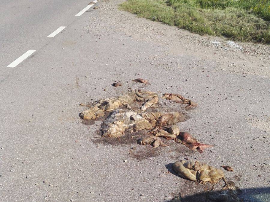 Wnętrzności zwierzęce przy drodze [FOTO]