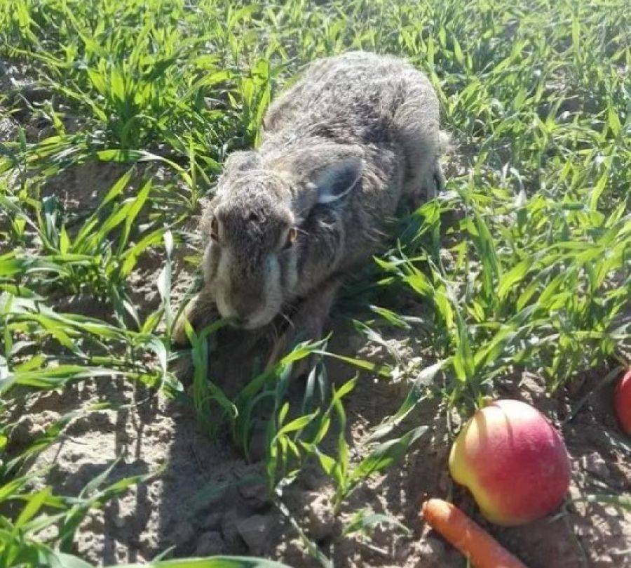 W okolicy pojawiły się zające i kuropatwy [FOTO]