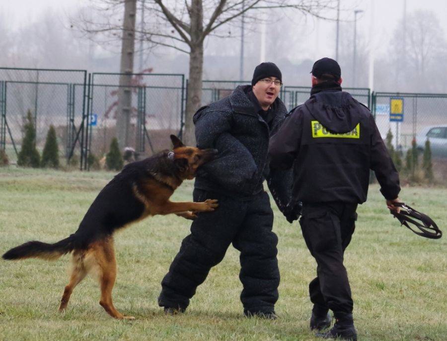 Pokaz tresury policyjnych czworonogów [FOTO]