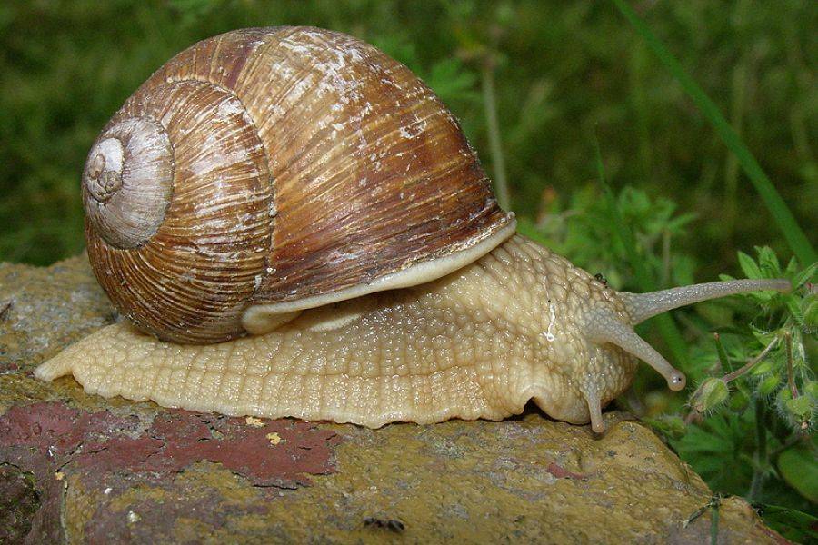 Rusza skup ślimaków winniczków. Zbieracze zarobią 120 tys. złotych!