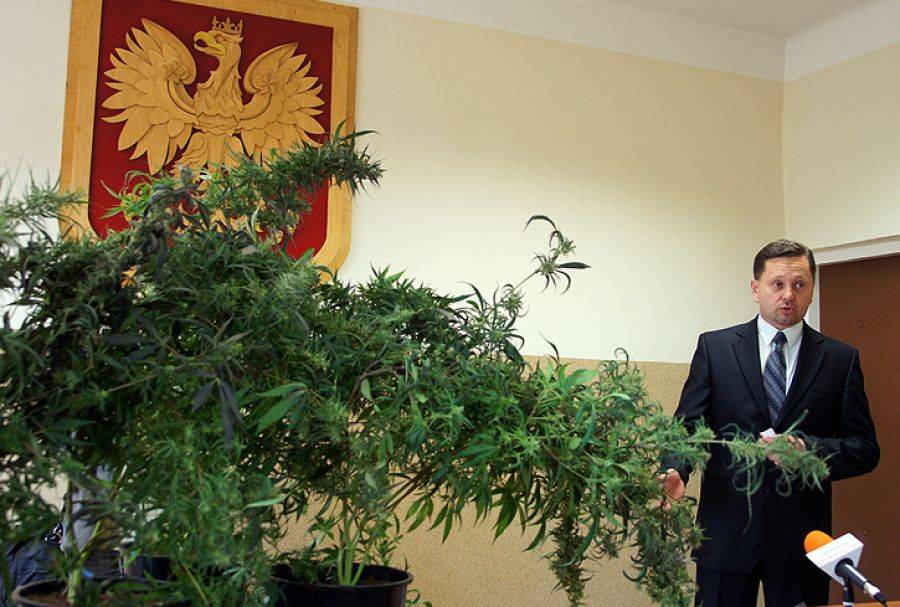 [VIDEO+FOTO] Zobacz plantację marihuany namierzoną przez łomżyńską policję!