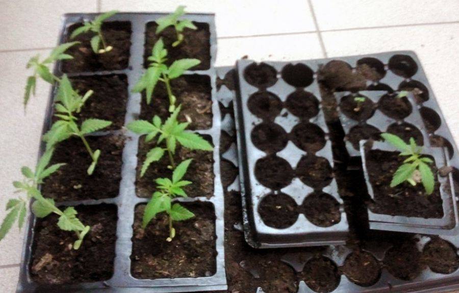 Marihuana, amfetamina, plantacja konopi i trzej młodzi mężczyźni wpadli w ręce policjantów