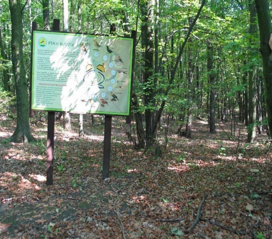 Grzybów nie brakuje