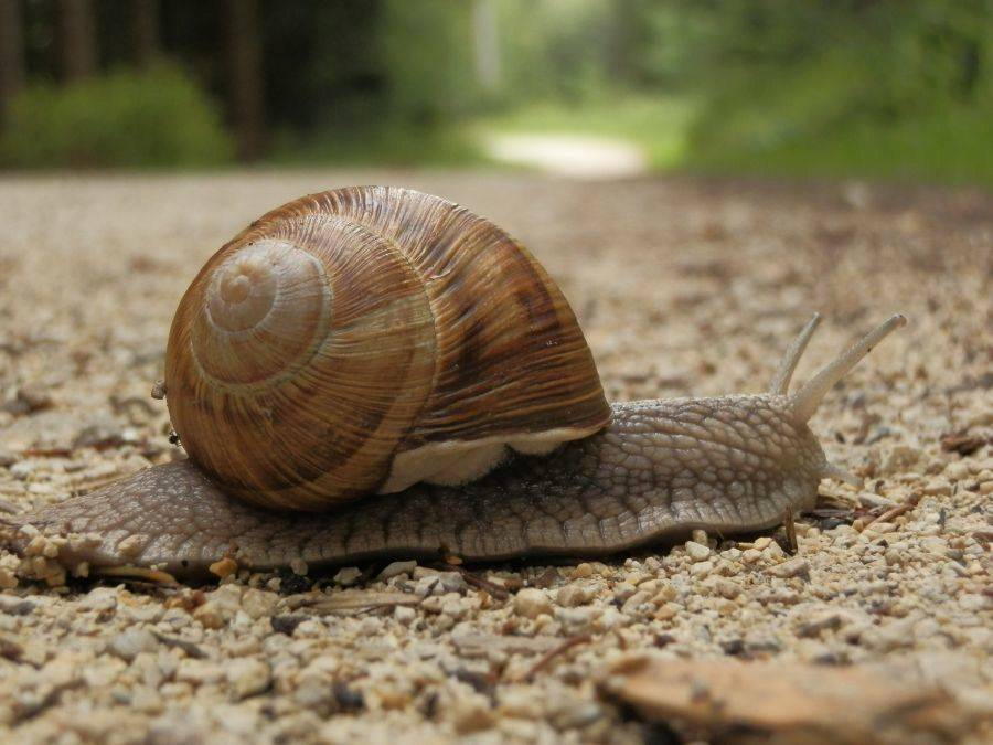 50 ton ślimaków winniczków. Podsumowano zbiory!