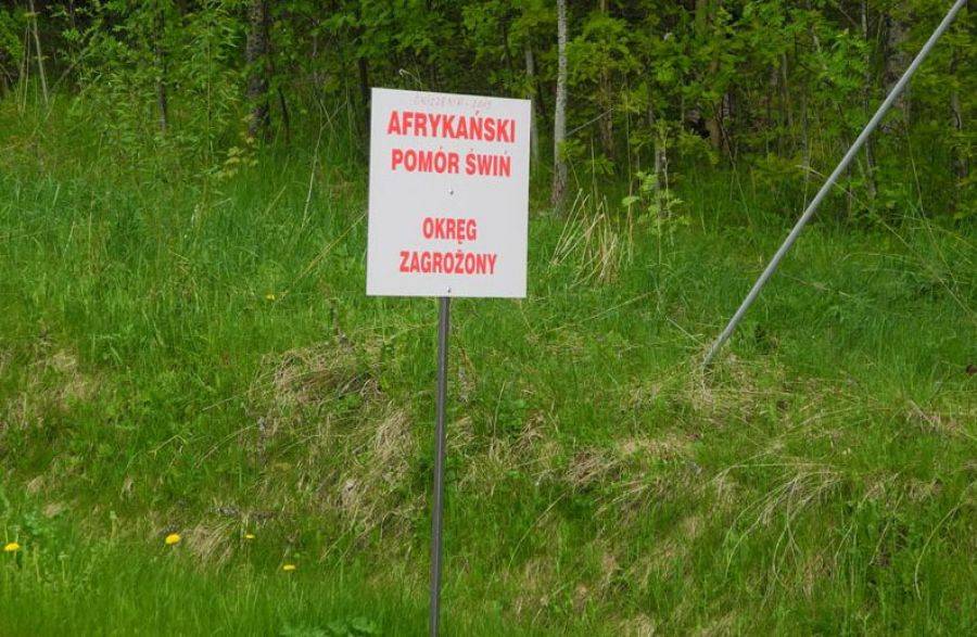 Pomór świń nadciąga z Białorusi?
