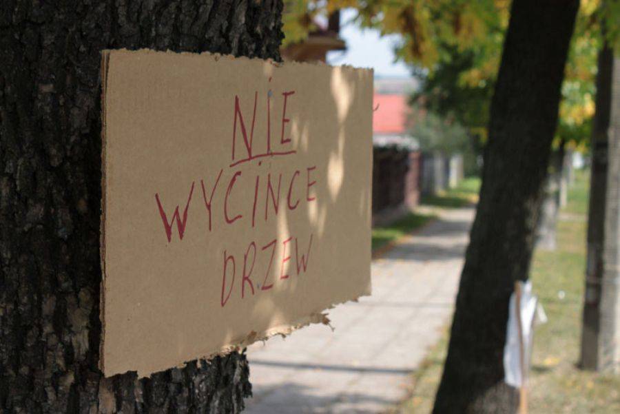 Protesty na nic się nie zdadzą. Drzewa idą do wycięcia. [FOTO]