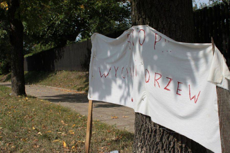 Mieszkańcy: Drzewa można zostawić, ale nikomu się nie chce. Zbierają podpisy pod petycją.