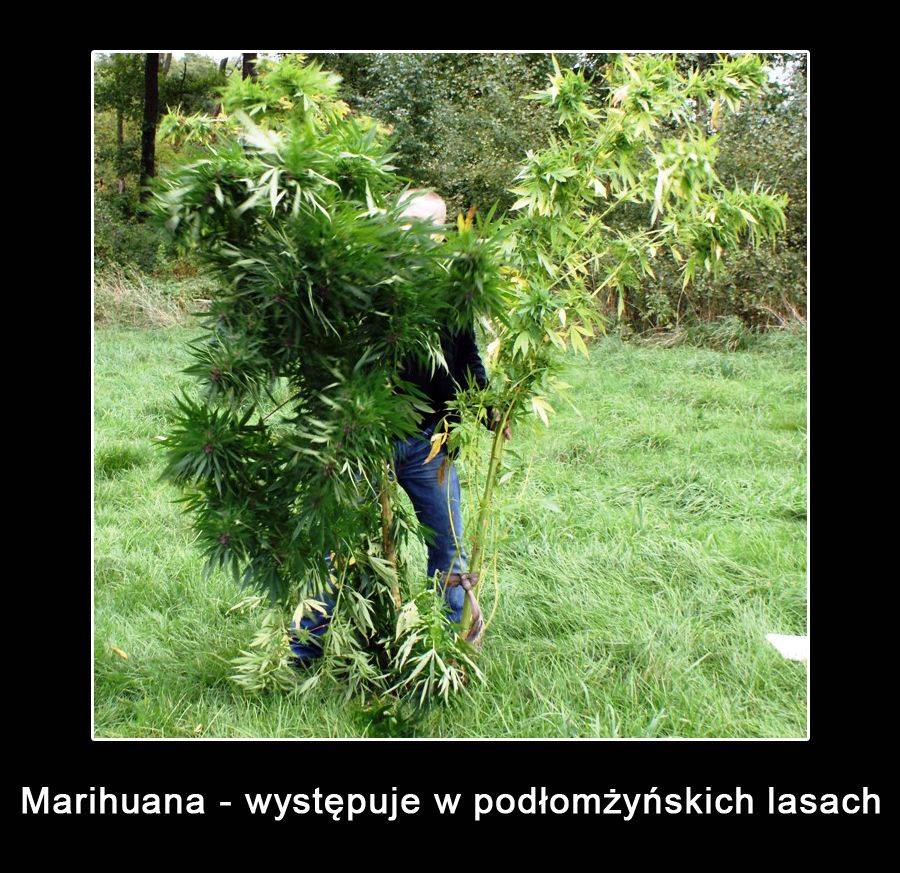 Po Młodemu – o marihuanie