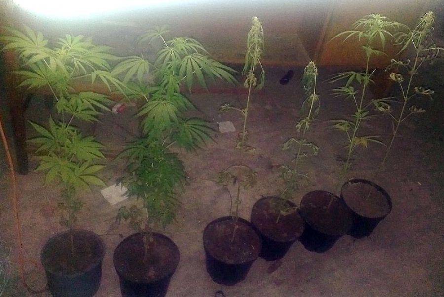 W domu miał małą plantację