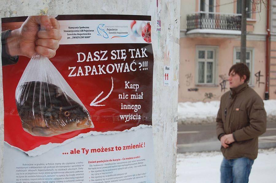Karp w sądzie. Lepiej zrezygnuj z żywego.