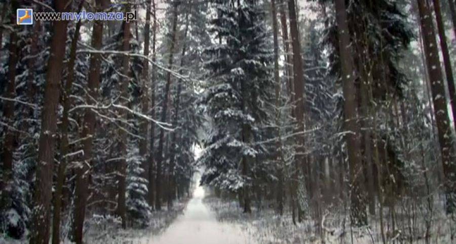 Bajka na wyciągnięcie ręki. Odkryj las zimą! [VIDEO]