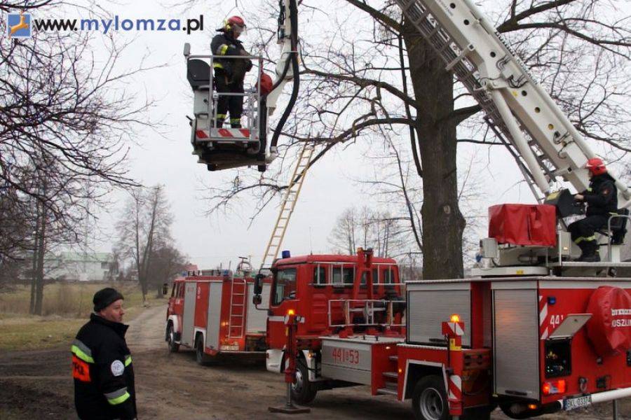 Kot spędził na drzewie trzy dni. Dźwig po niego jechał aż z Kolna. [VIDEO]
