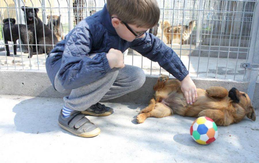 Nie możesz przygarnąć psa pod swój dach? Adoptuj go wirtualnie!
