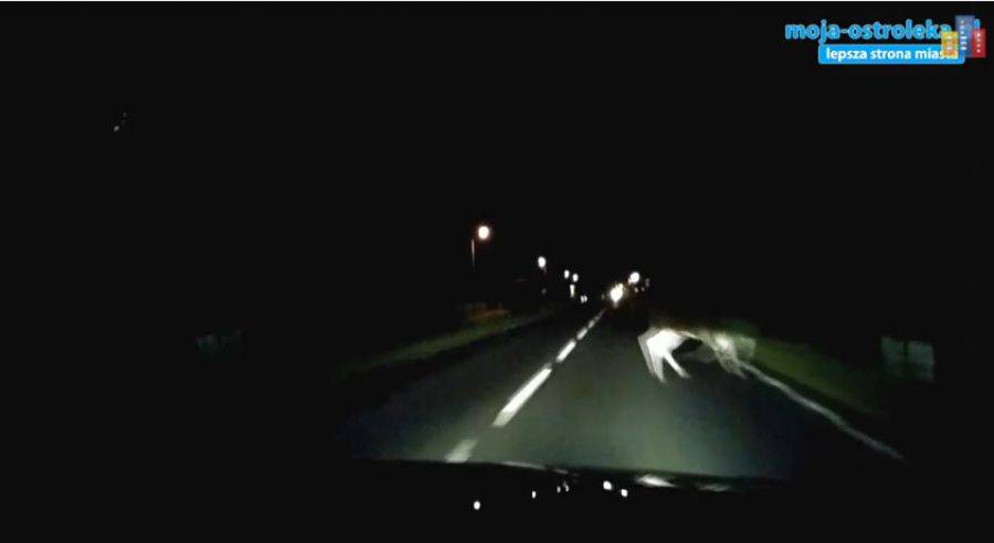 Krok od groźnego wypadku. Łoś wbiegł przed maskę auta. [VIDEO]