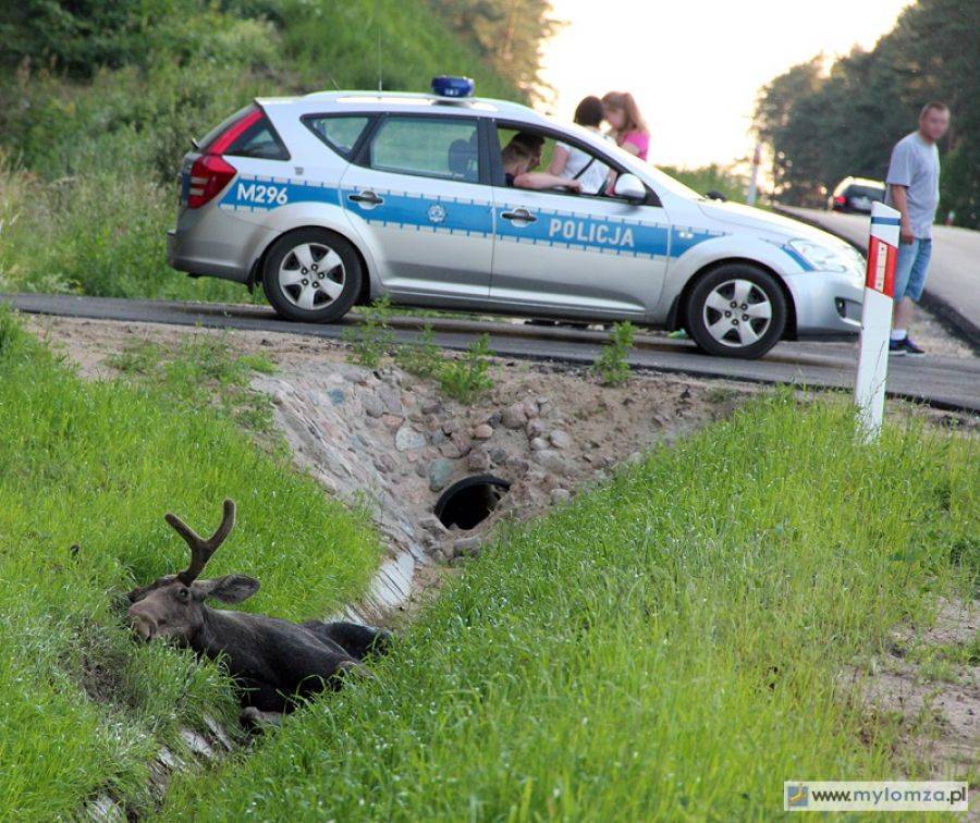 Zbójna: Groźne zderzenie z łosiem [FOTO]