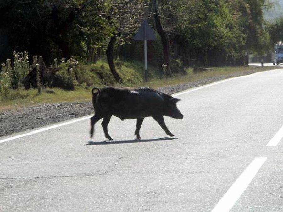 Kierowcy! Uwaga na dzikie zwierzęta!