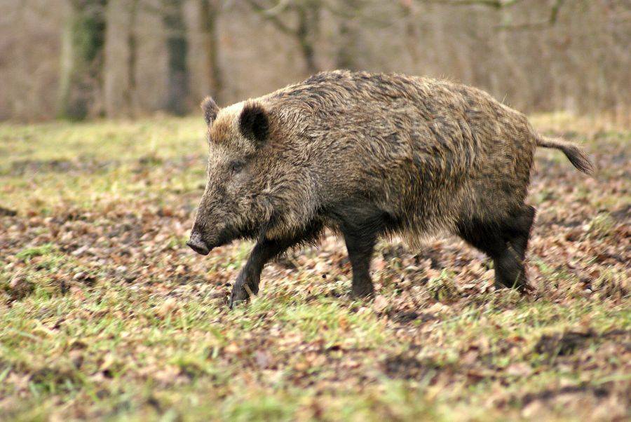 Potrącił dzika i trafił do aresztu