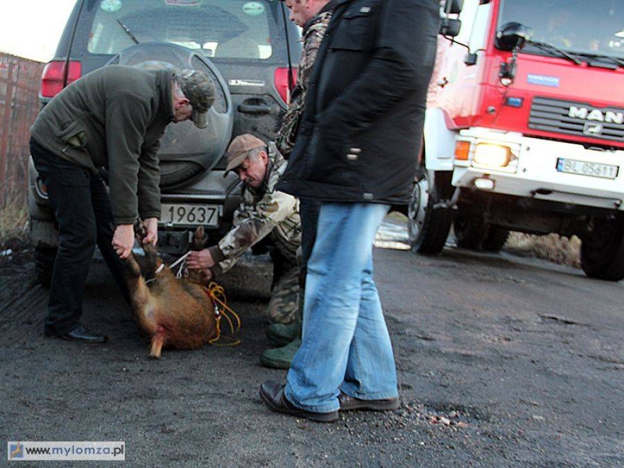 Z ostatniej chwili: dziki w środku miasta [FOTO]