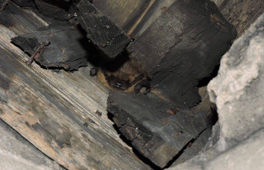 Liczenie nietoperzy w Łomżyńskim Parku Krajobrazowym Doliny Narwi