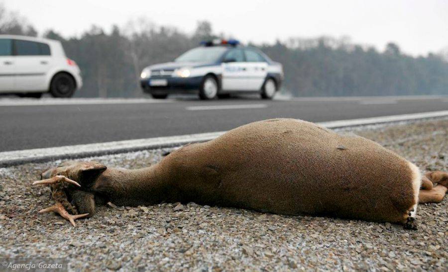 Sarna potrąciła mężczyznę