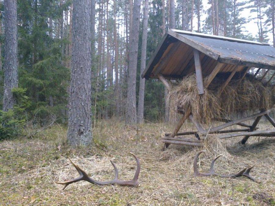 W lesie trwa sezon zbierania poroży jeleni i łosi