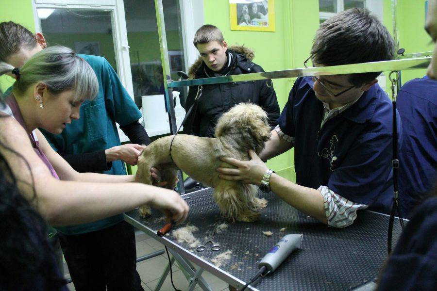 Masz psa lub kota? Odwiedź groomersów w Wecie. Pomogą Ci w pielęgnacji Twojego pupila [FOTO]