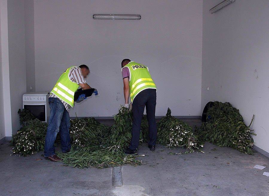 Ogromna plantacja konopi zlikwidowana [FOTO]