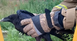Nietypowa interwencja OSP: uratowanym kruk [FOTO]